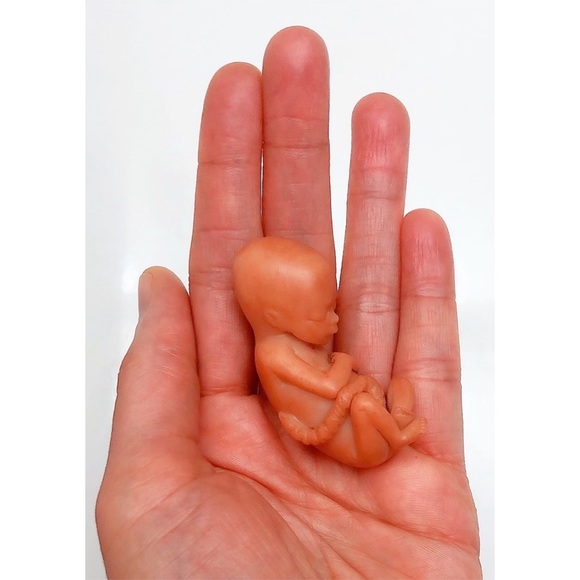 Toys 13 Week Gestation Fetus Stage Of Fetal Development Memorialhonor